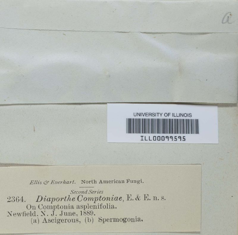 Diaporthe comptoniae image