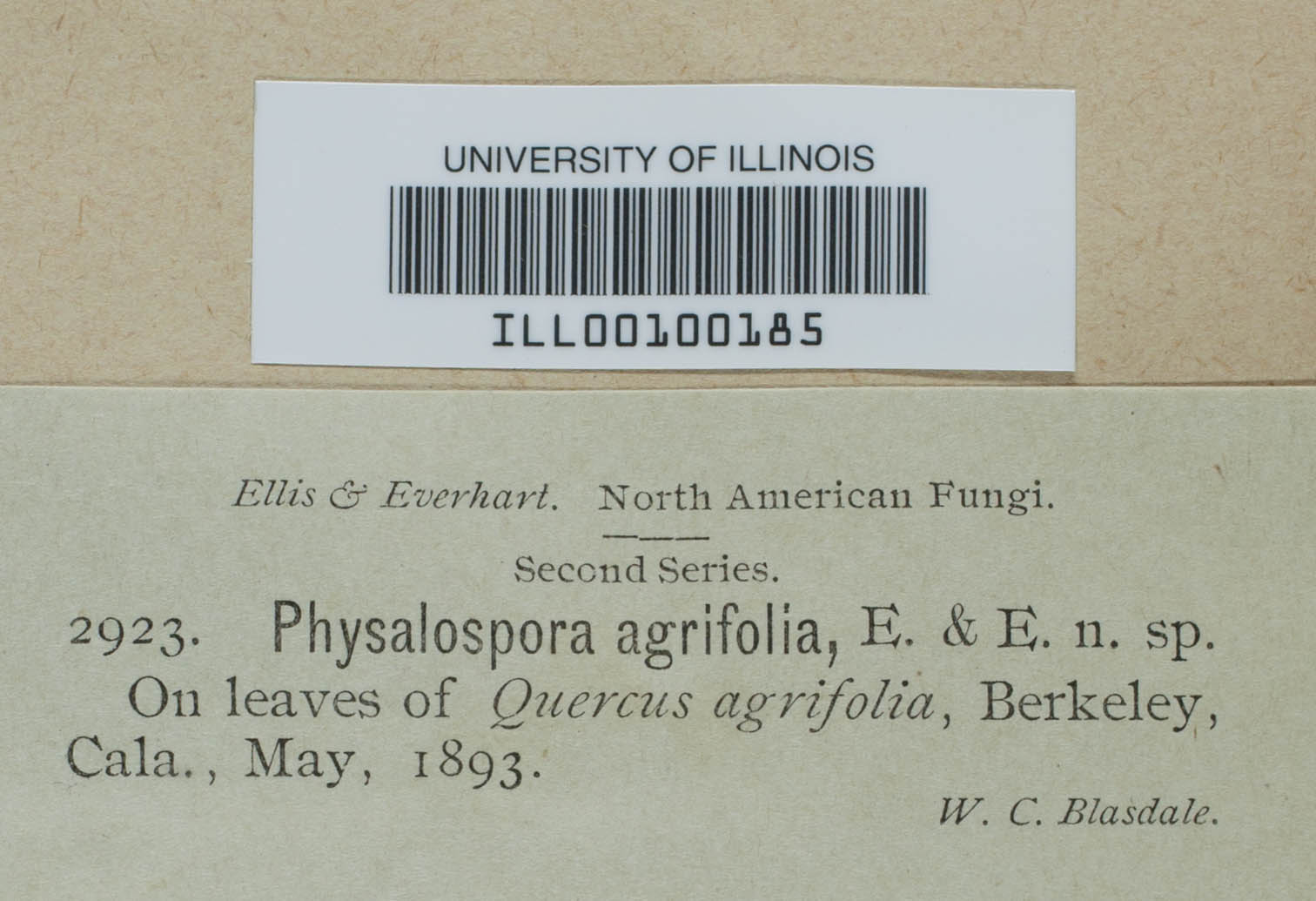 Physalospora agrifolia image