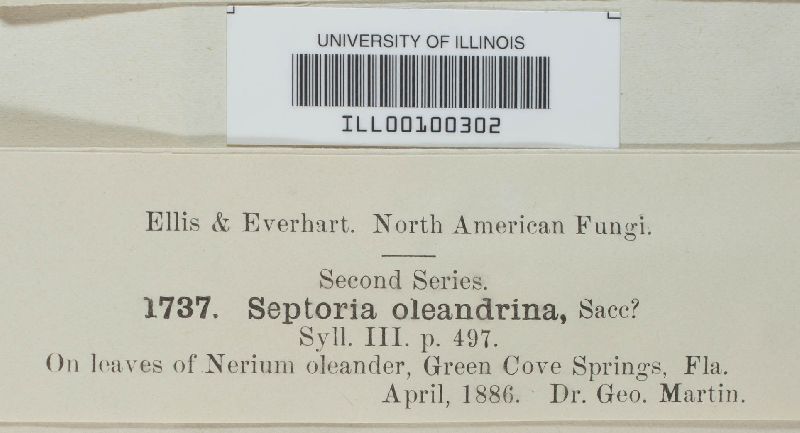 Septoria oleandrina image