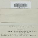 Sphaerella sabaligena image