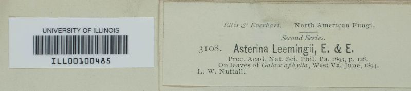 Asterina leemingii image