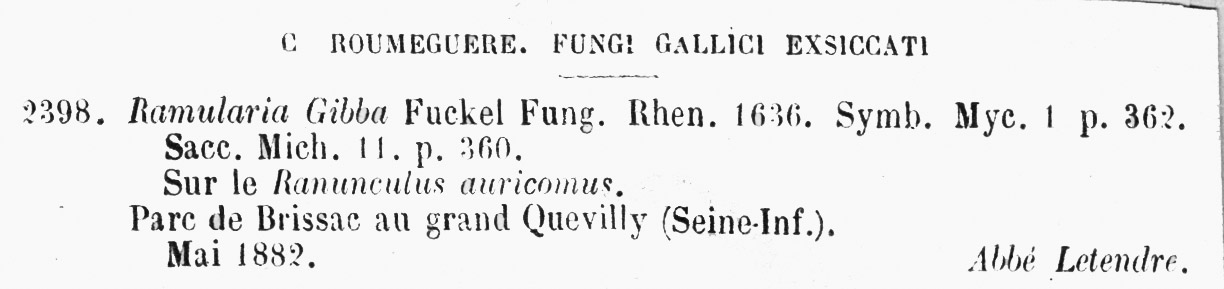 Entyloma ranunculi-repentis image