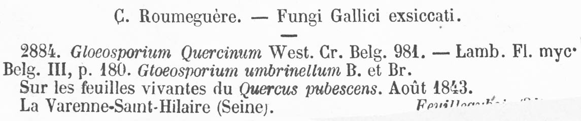 Amphiporthe leiphaemia image