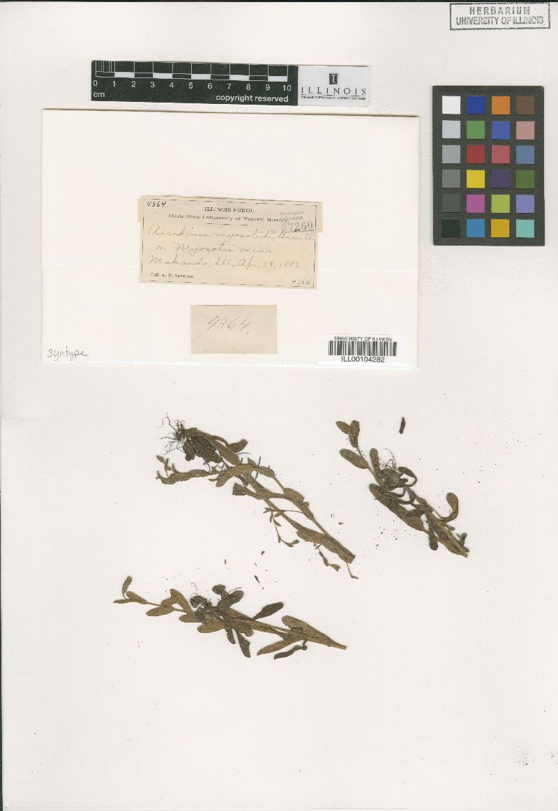 Aecidium myosotidis image