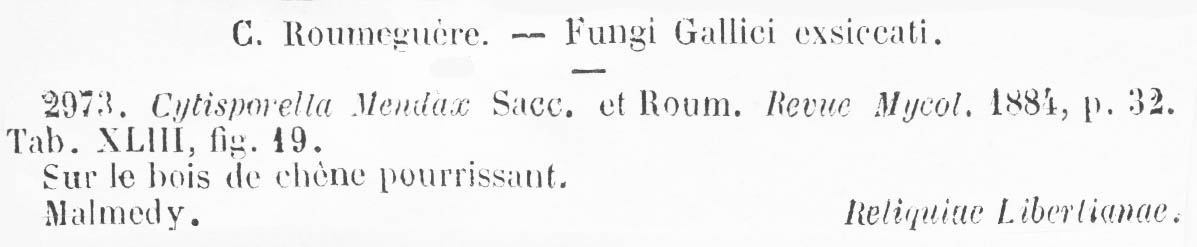 Cytosporella mendax image