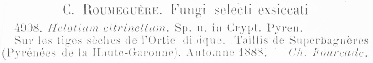 Helotium citrinellum image