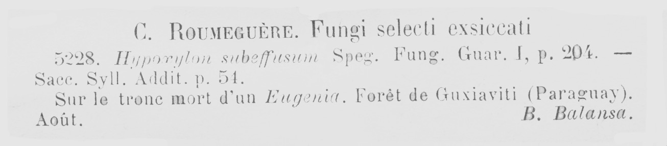 Annulohypoxylon subeffusum image