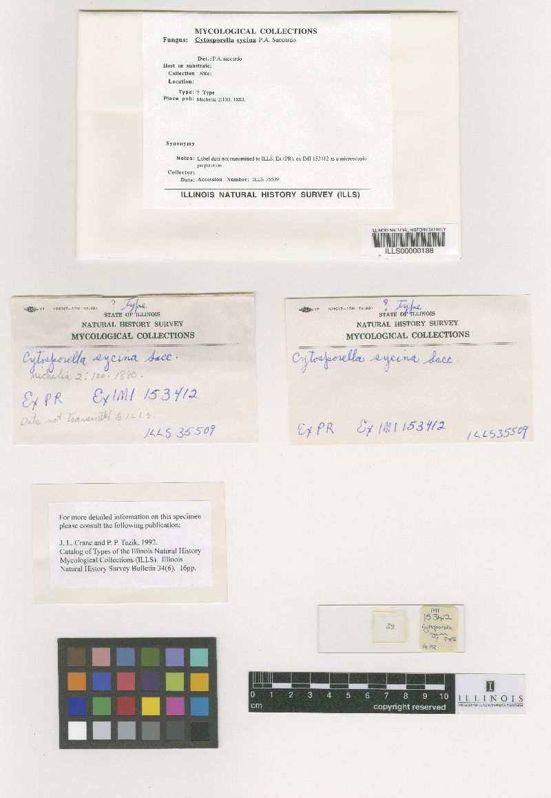 Cytosporella sycina image