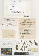 Thumbnail image of current specimen