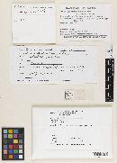 Leptosphaeria dumetorum image