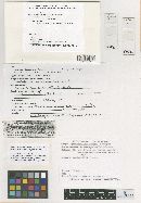 Leptosphaeria melanommoides image