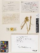 Media resource of Leptothyrium anthelmintici