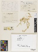 Media resource of Leptothyrium avenae