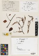 Media resource of Leptothyrium brunnichiae