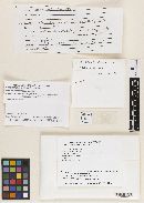 Sphaeria aulica image