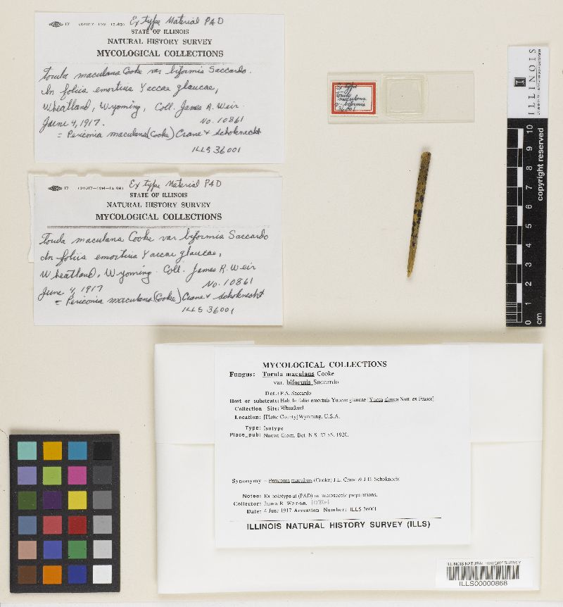 Torula maculans var. biformis image