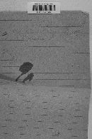 Venturia inaequalis image