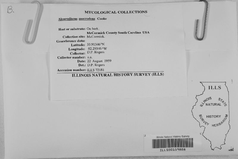 Dendrothele macrodens image