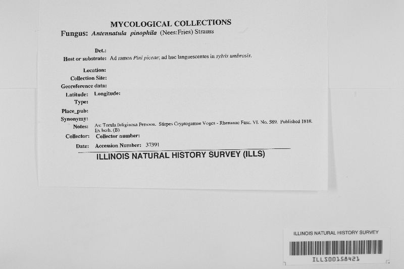 Antennatula pinophila image