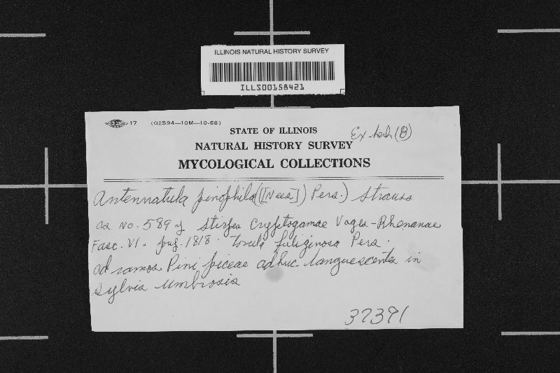 Antennatula pinophila image