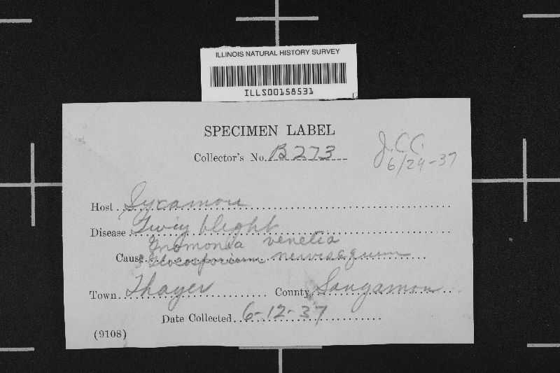 Apiognomonia veneta image