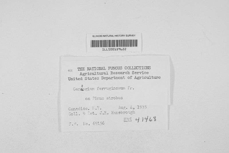 Cenangium ferruginosum image