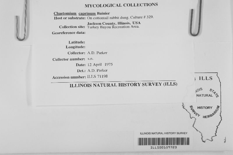 Chaetomium caprinum image