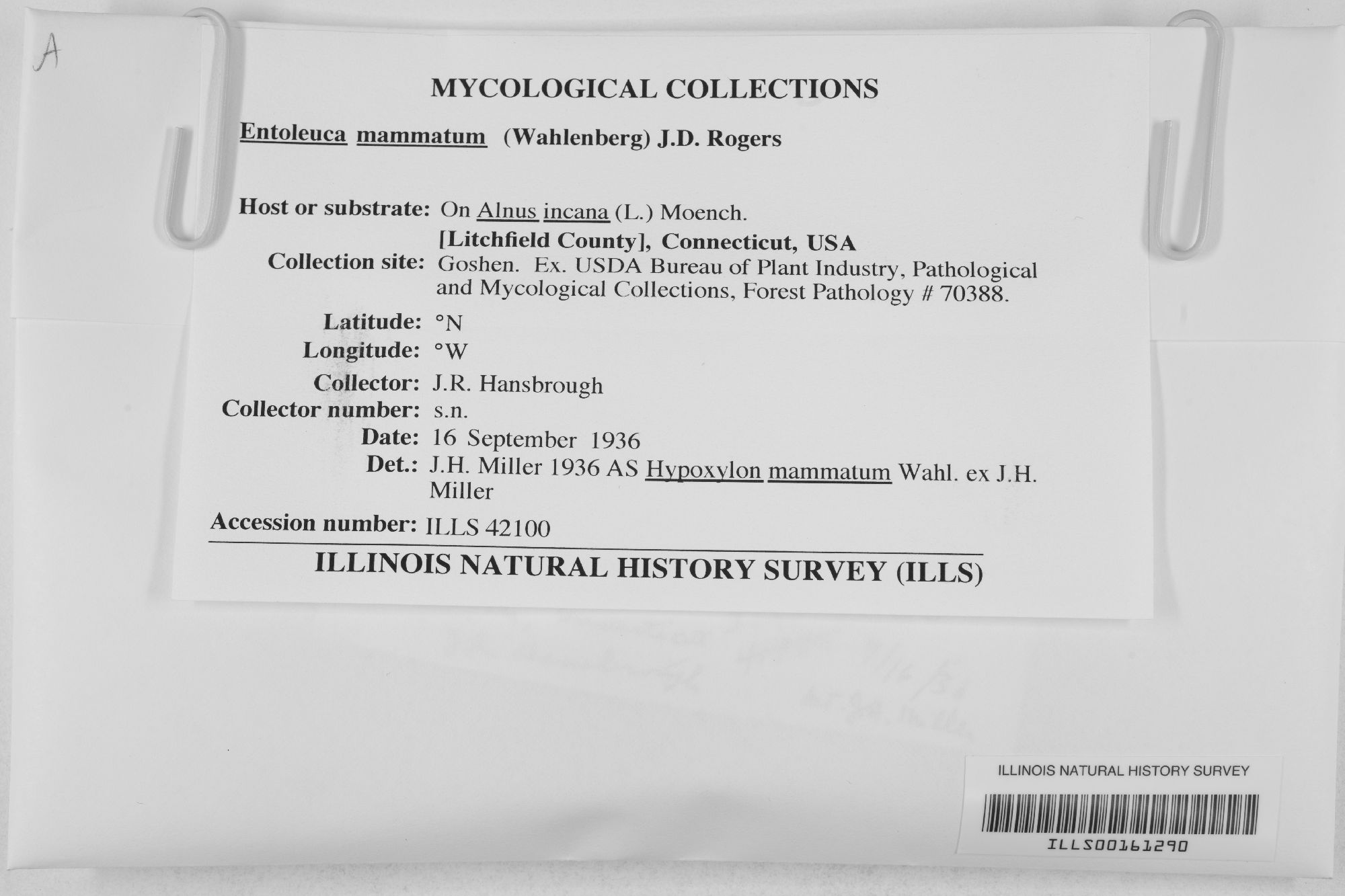 Entoleuca thumbnail