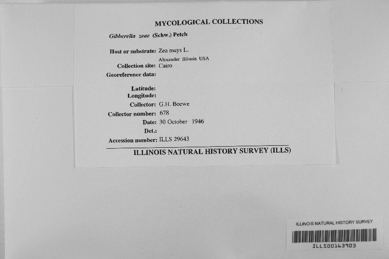 Gibberella zeae image