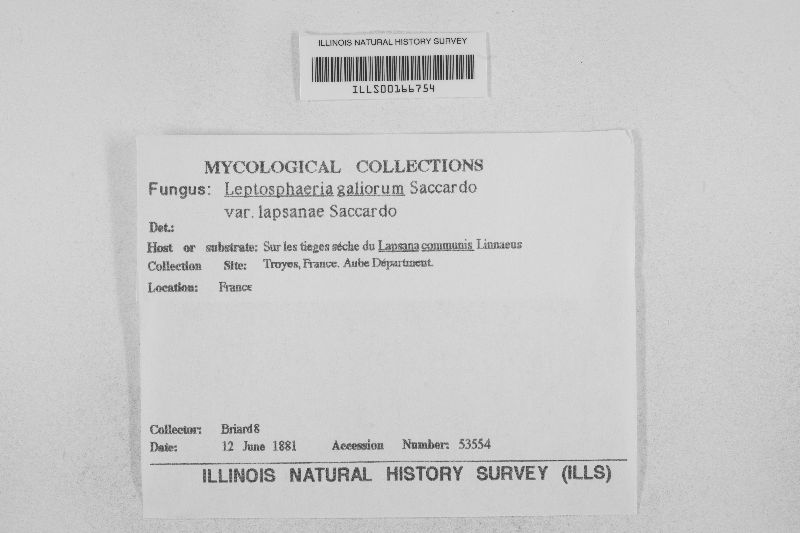 Leptosphaeria galiorum image