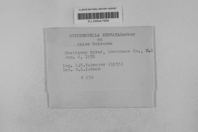 Lirula nervata image