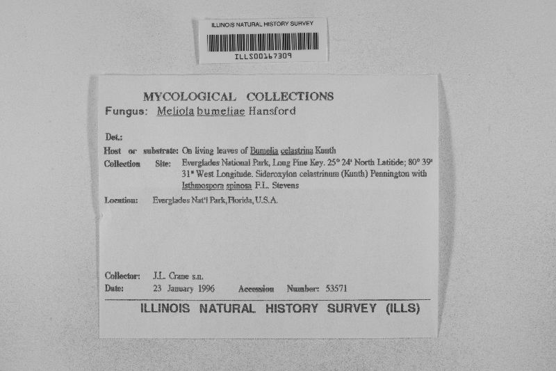 Meliola bumeliae image