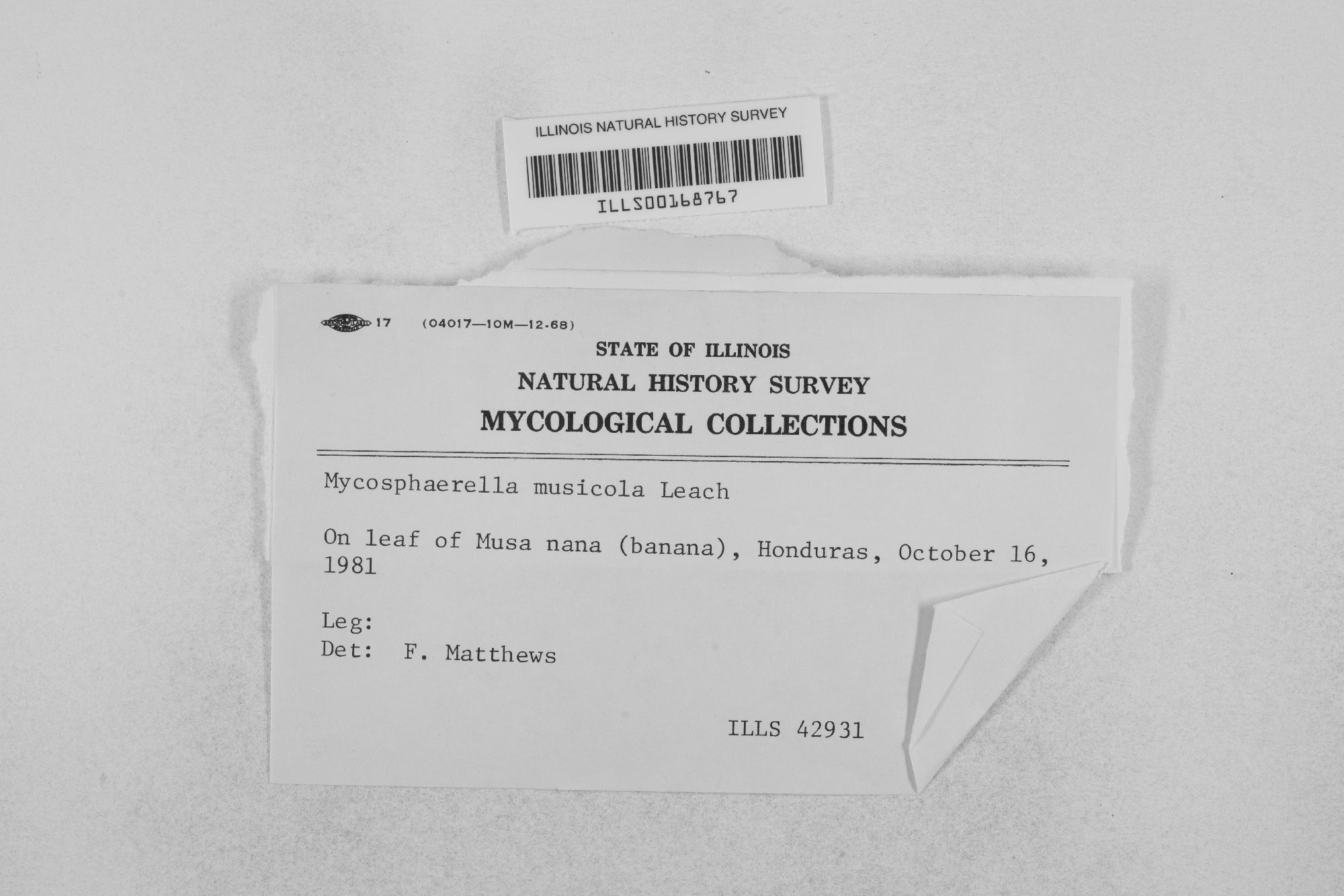 Mycosphaerella musicola thumbnail