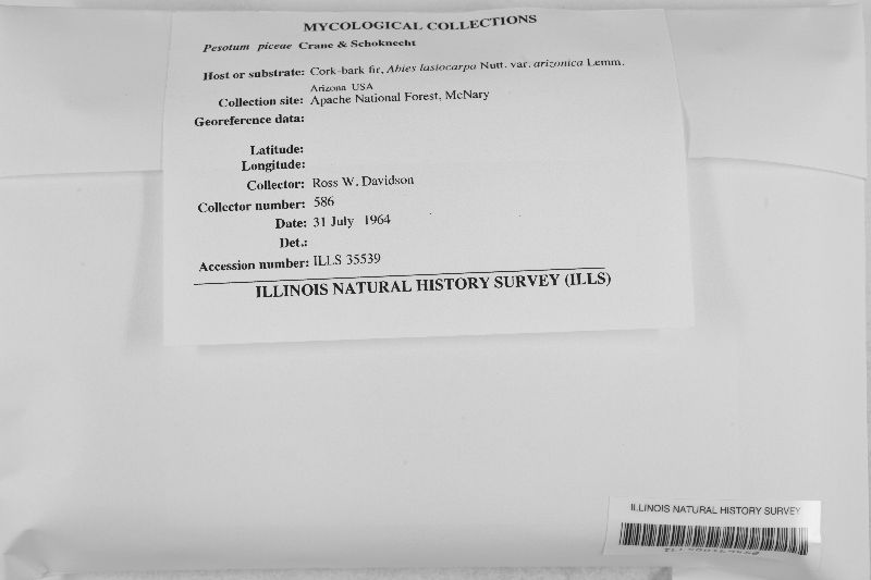 Ophiostoma piceae image