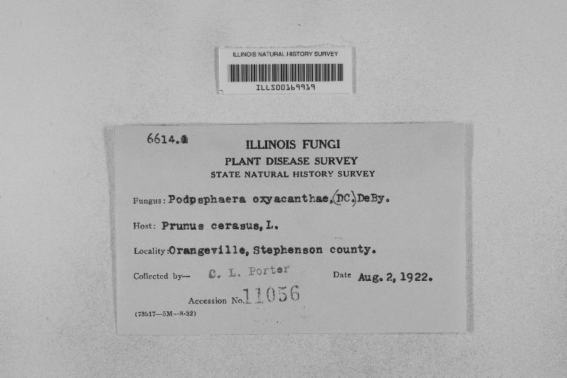 Podosphaera clandestina image