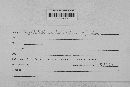 Rhytidhysteron rufulum image