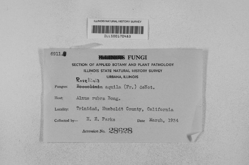 Rosellinia aquila image