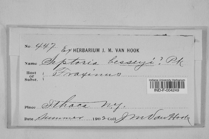 Septoria besseyi image