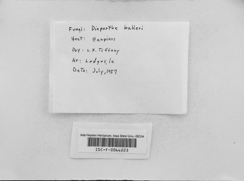 Diaporthe bakeri image