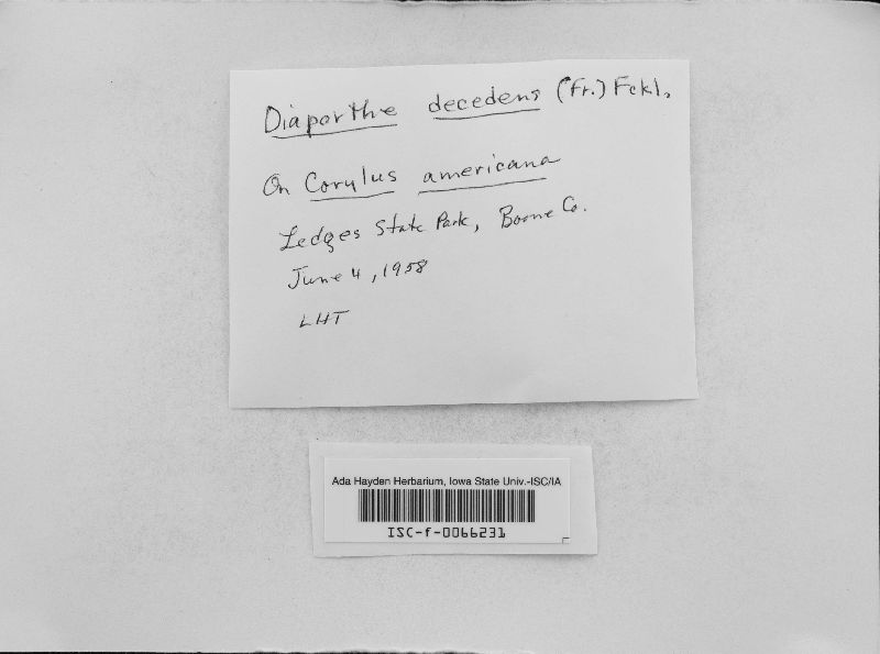 Allantoporthe decedens image