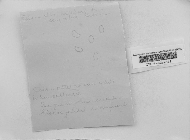 Exidia alba image