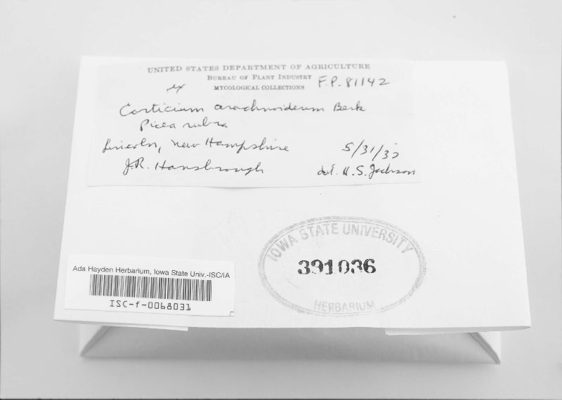 Athelia arachnoidea image