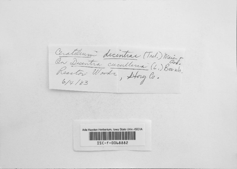 Aplopsora dicentrae image