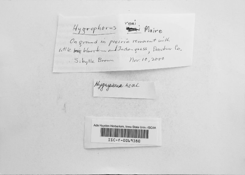 Hygrophorus reai image