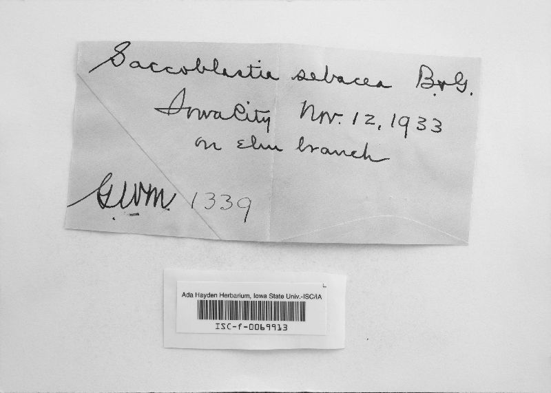 Helicogloea lagerheimii image