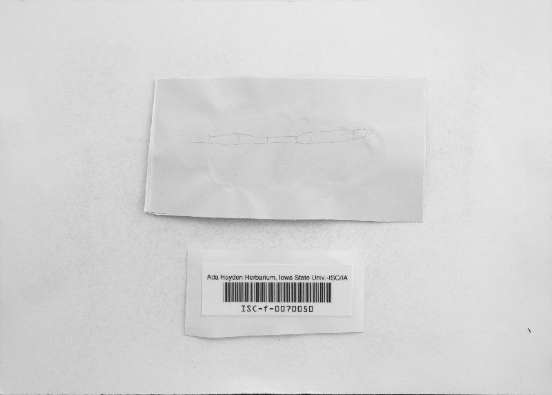 Pyrenophora graminea image