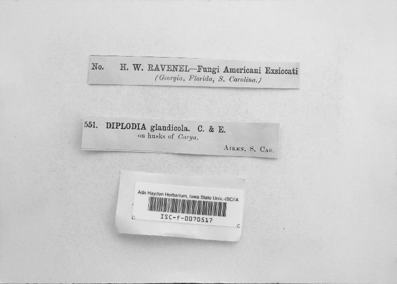 Diplodia glandicola image
