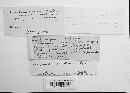 Thumbnail image of current specimen