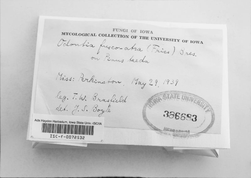 Mycoacia fuscoatra image