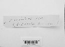 Crinipellis scabella image